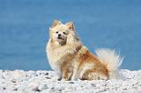 SPITZ ALLEMAND 371